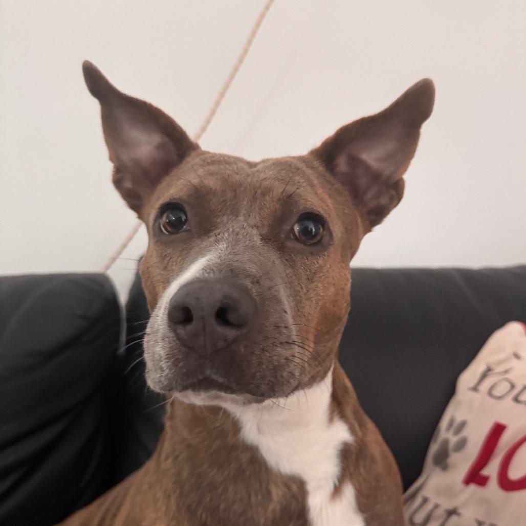 Enlarge Lorrie, a Adoptable Mixed Breed in Merritt Island, FL image 4/6
