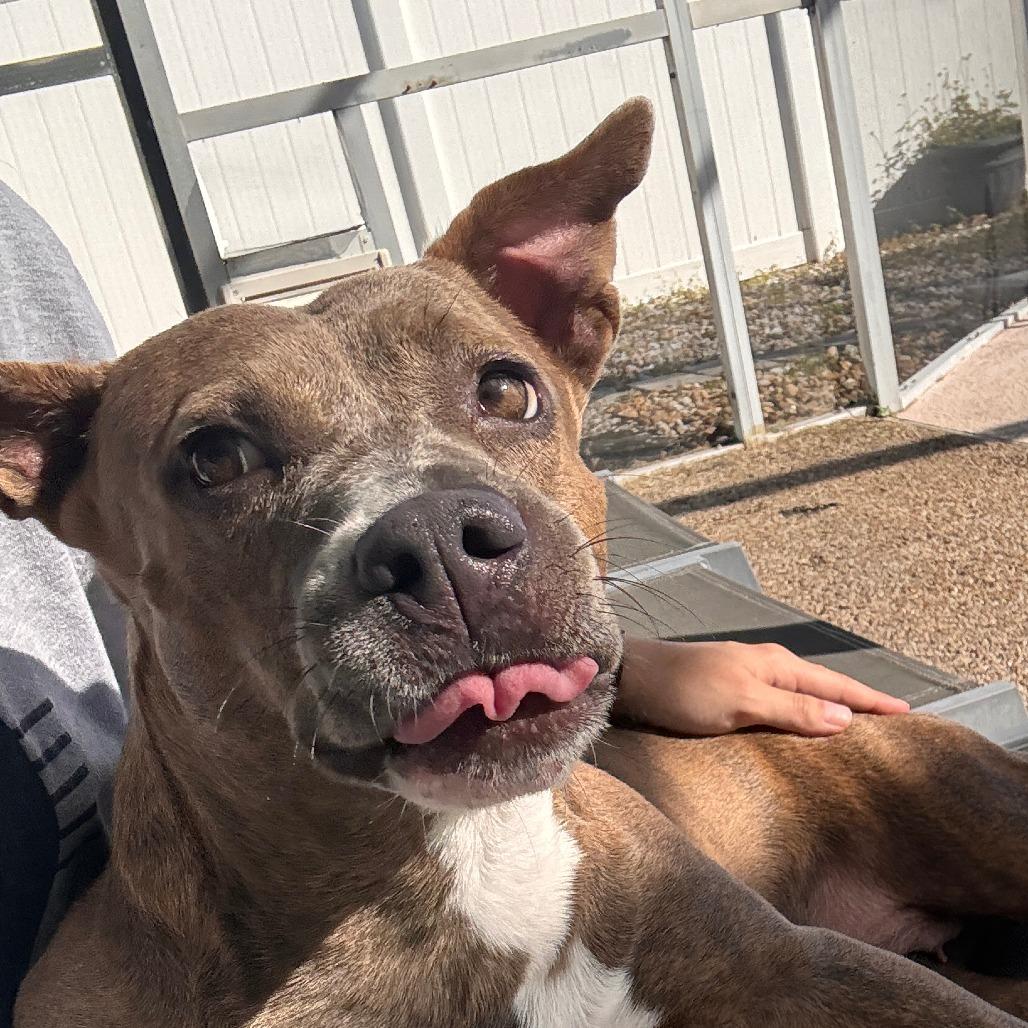 Enlarge Lorrie, a Adoptable Mixed Breed in Merritt Island, FL image 5/6