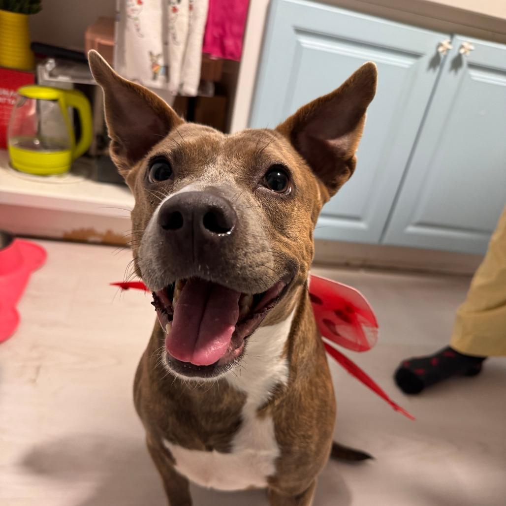 Enlarge Lorrie, a Adoptable Mixed Breed in Merritt Island, FL image 6/6
