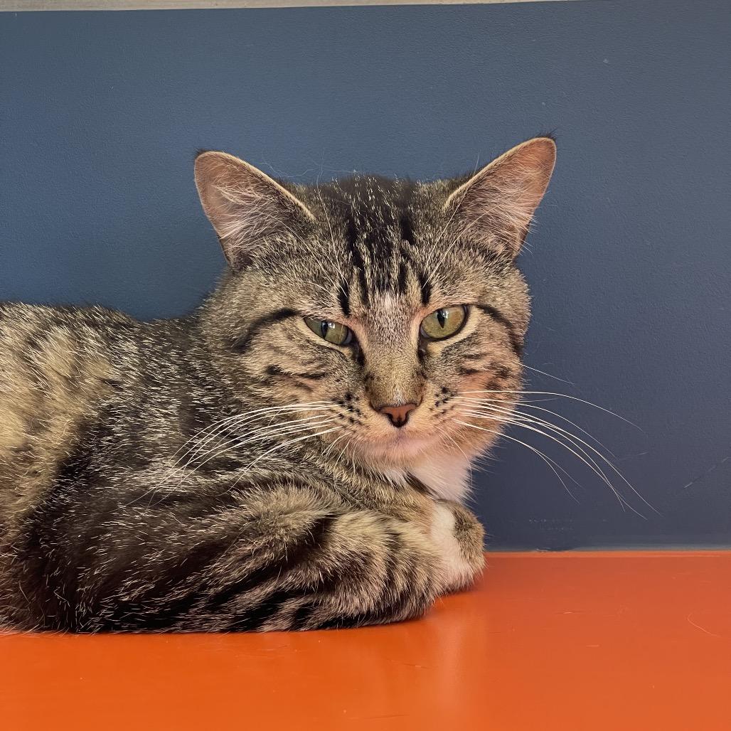 Enlarge Clyde, a Adoptable Domestic Short Hair in Tulsa, OK image 1/2