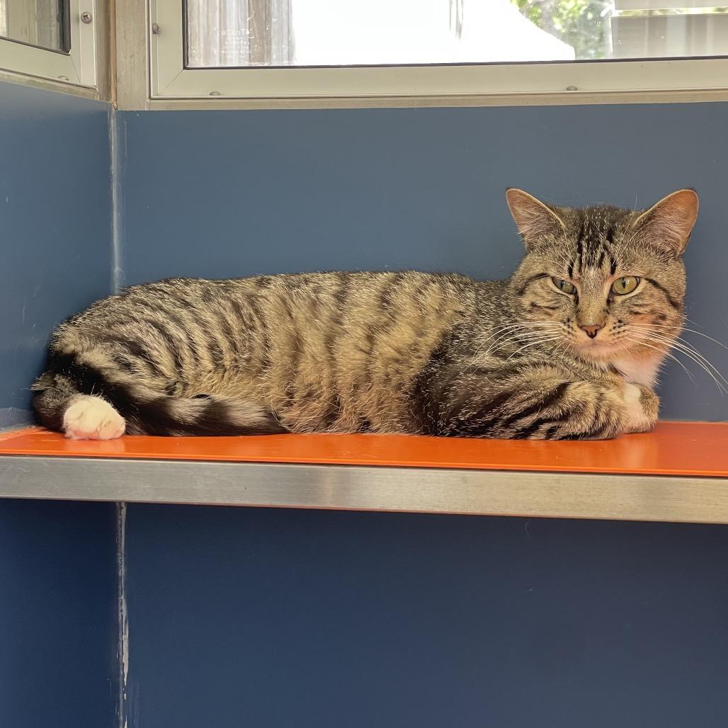 Enlarge Clyde, a Adoptable Domestic Short Hair in Tulsa, OK image 2/2