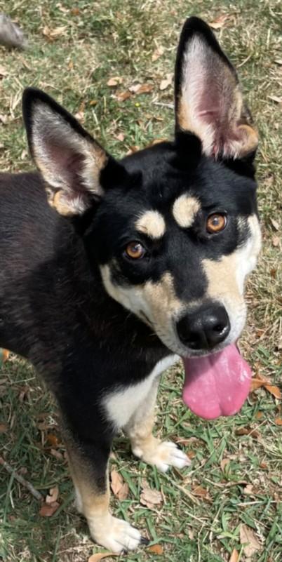 Enlarge EMBER, a Adoptable mixed breed in Texas City, TX image 1/1
