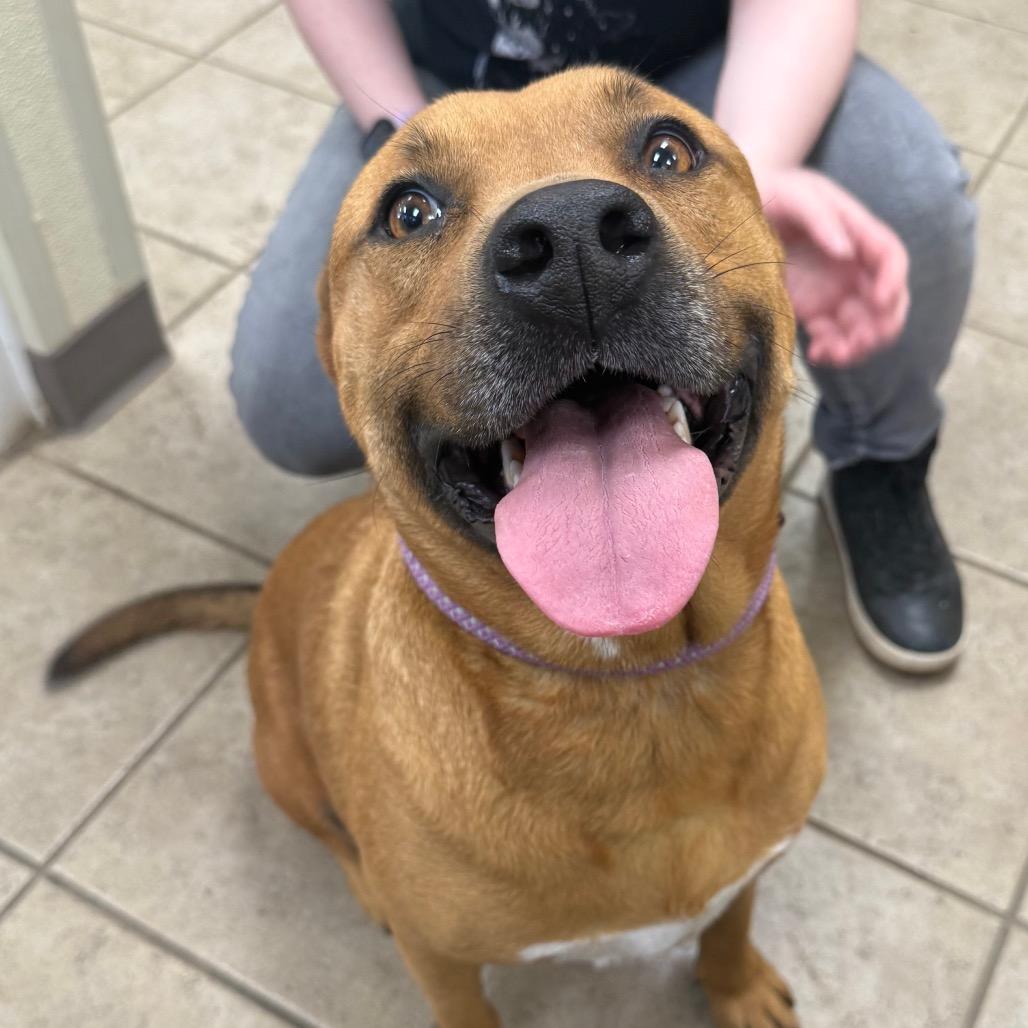 Mila, a Adoptable mixed breed in Palestine, TX image 1/2