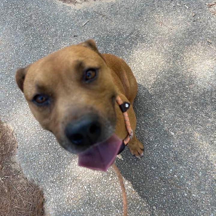 Mila, a Adoptable mixed breed in Palestine, TX image 2/2