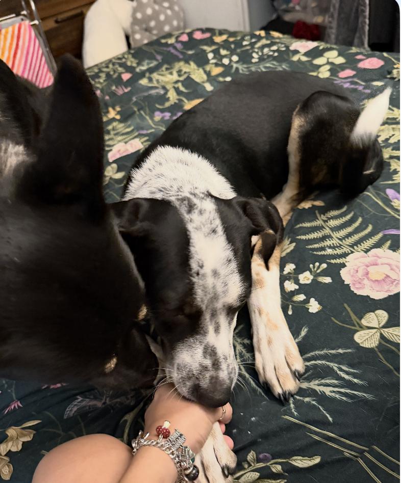 Enlarge Grace Kelly - a complete sweetheart, a Adoptable mixed breed in Jacksonville, FL image 4/6