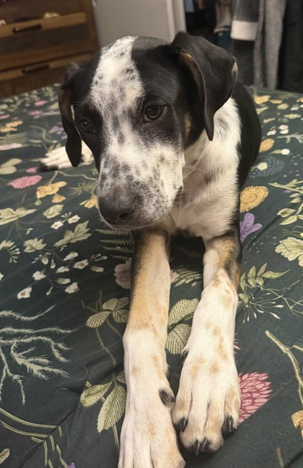 Enlarge Grace Kelly - a complete sweetheart, a Adoptable mixed breed in Jacksonville, FL image 3/6