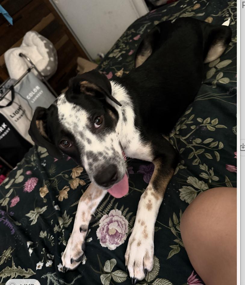 Enlarge Grace Kelly - a complete sweetheart, a Adoptable mixed breed in Jacksonville, FL image 1/6