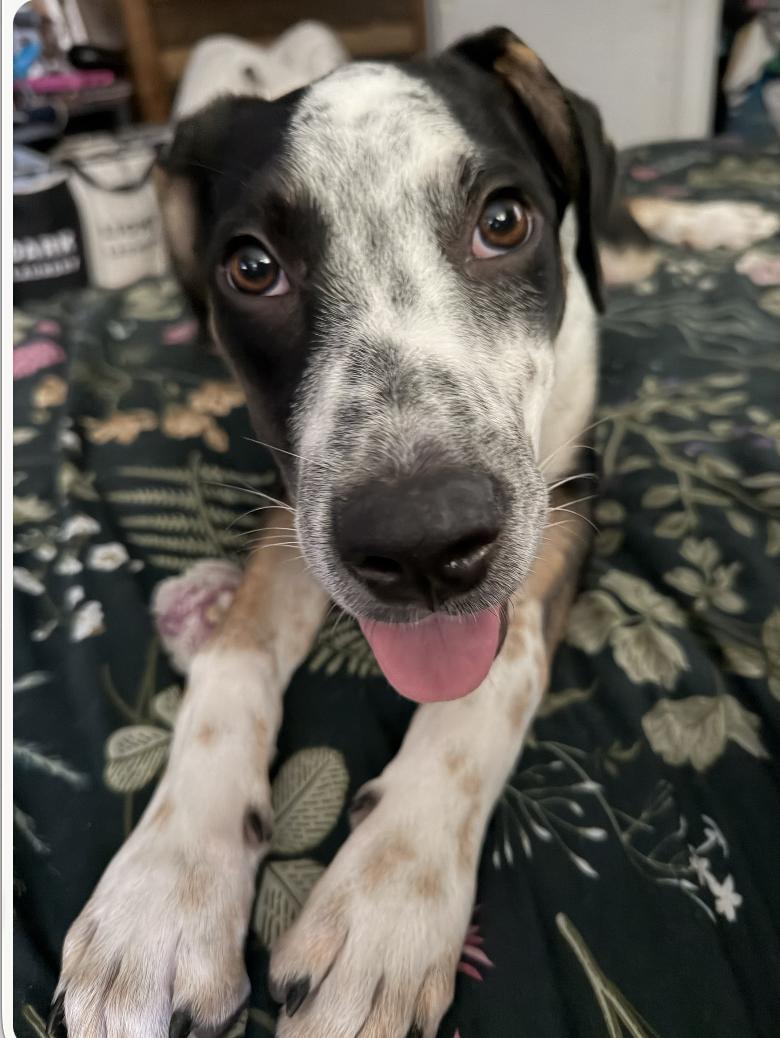 Enlarge Grace Kelly - a complete sweetheart, a Adoptable mixed breed in Jacksonville, FL image 2/6