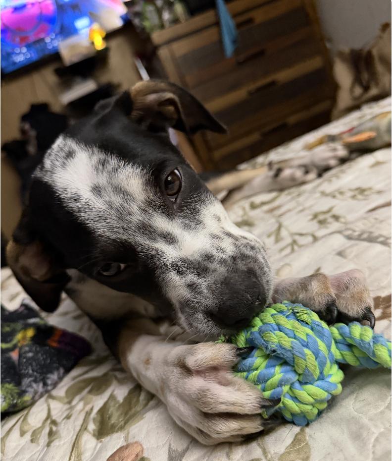 Enlarge Grace Kelly - a complete sweetheart, a Adoptable mixed breed in Jacksonville, FL image 5/6