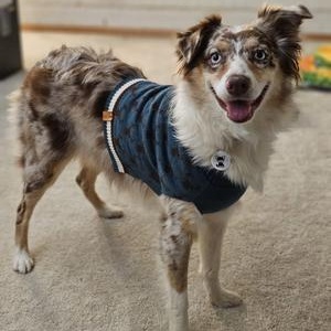 Enlarge Mocha, a Adoptable Australian Shepherd in Falls church, VA image 1/2