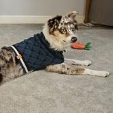 Enlarge Mocha, a Adoptable Australian Shepherd in Falls church, VA image 2/2
