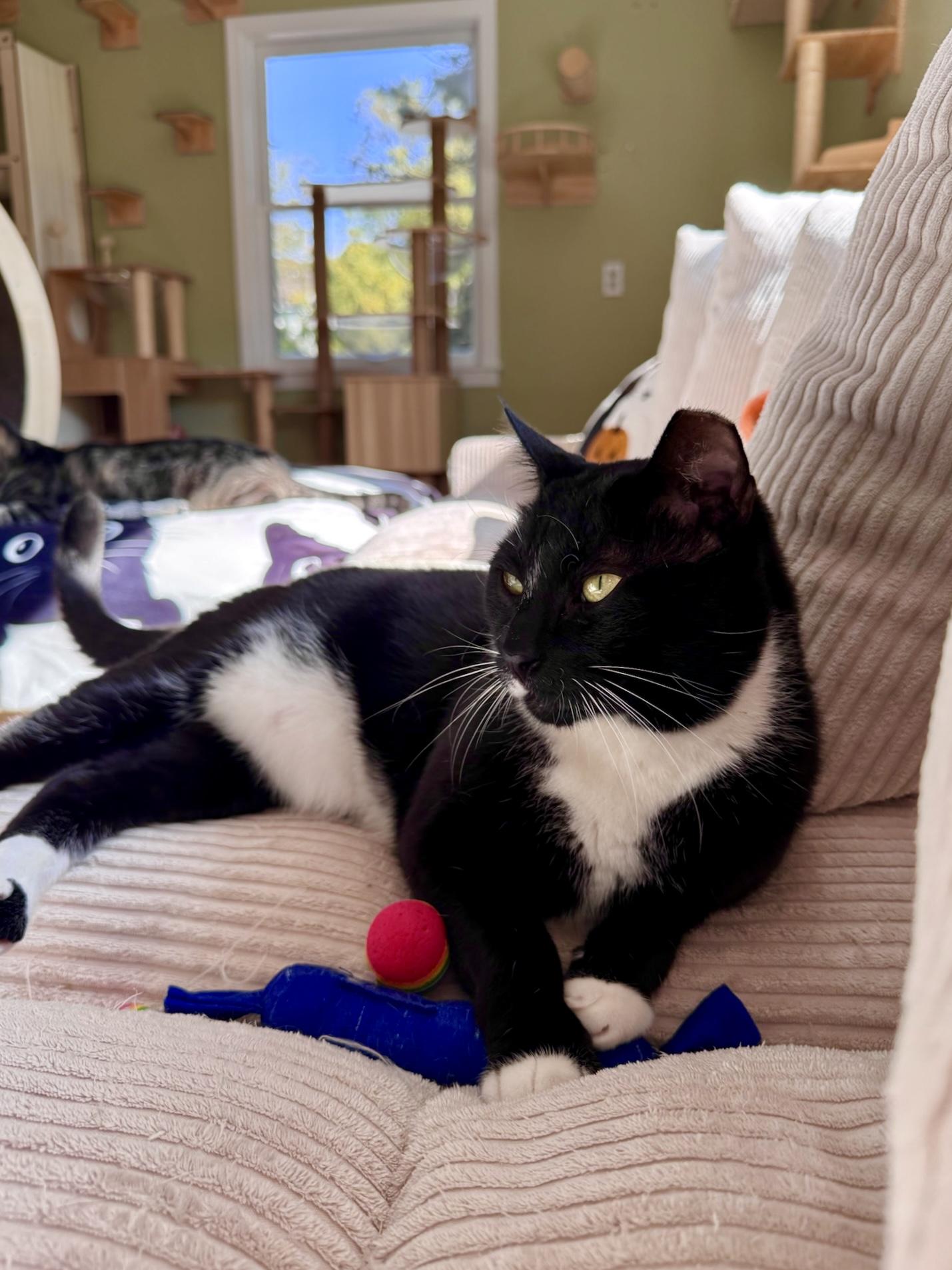 Enlarge Ozzy, a Adoptable Domestic Short Hair in Ramsey, NJ image 3/6