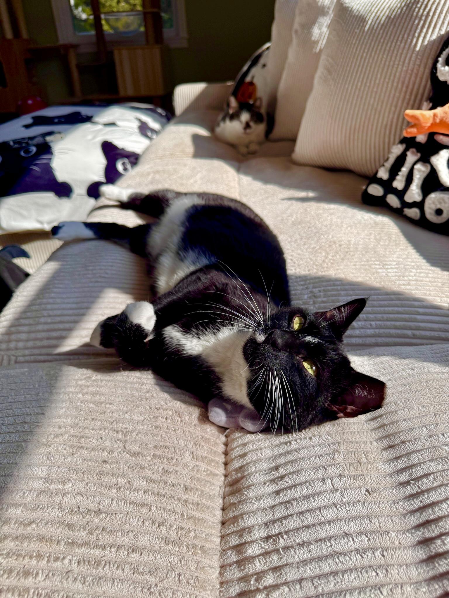 Enlarge Ozzy, a Adoptable Domestic Short Hair in Ramsey, NJ image 2/6