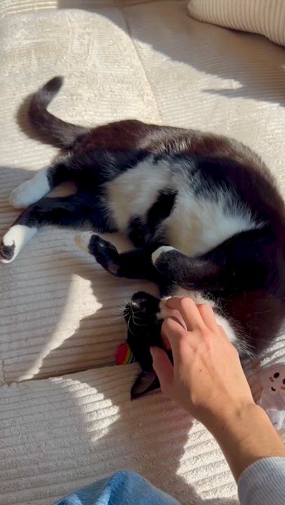 Enlarge Ozzy, a Adoptable Domestic Short Hair in Ramsey, NJ video 5/6