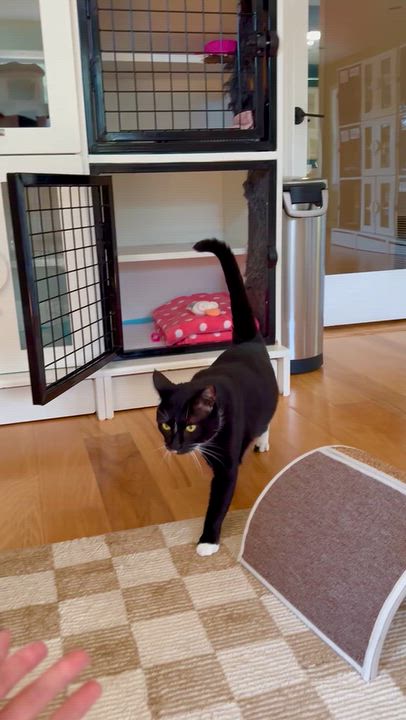 Enlarge Ozzy, a Adoptable Domestic Short Hair in Ramsey, NJ video 6/6