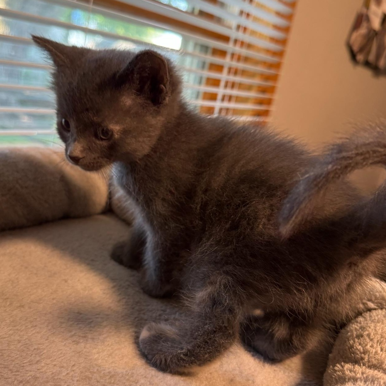 Tulip, a ADOPTABLE mixed breed in Charles City, IA image 3/6