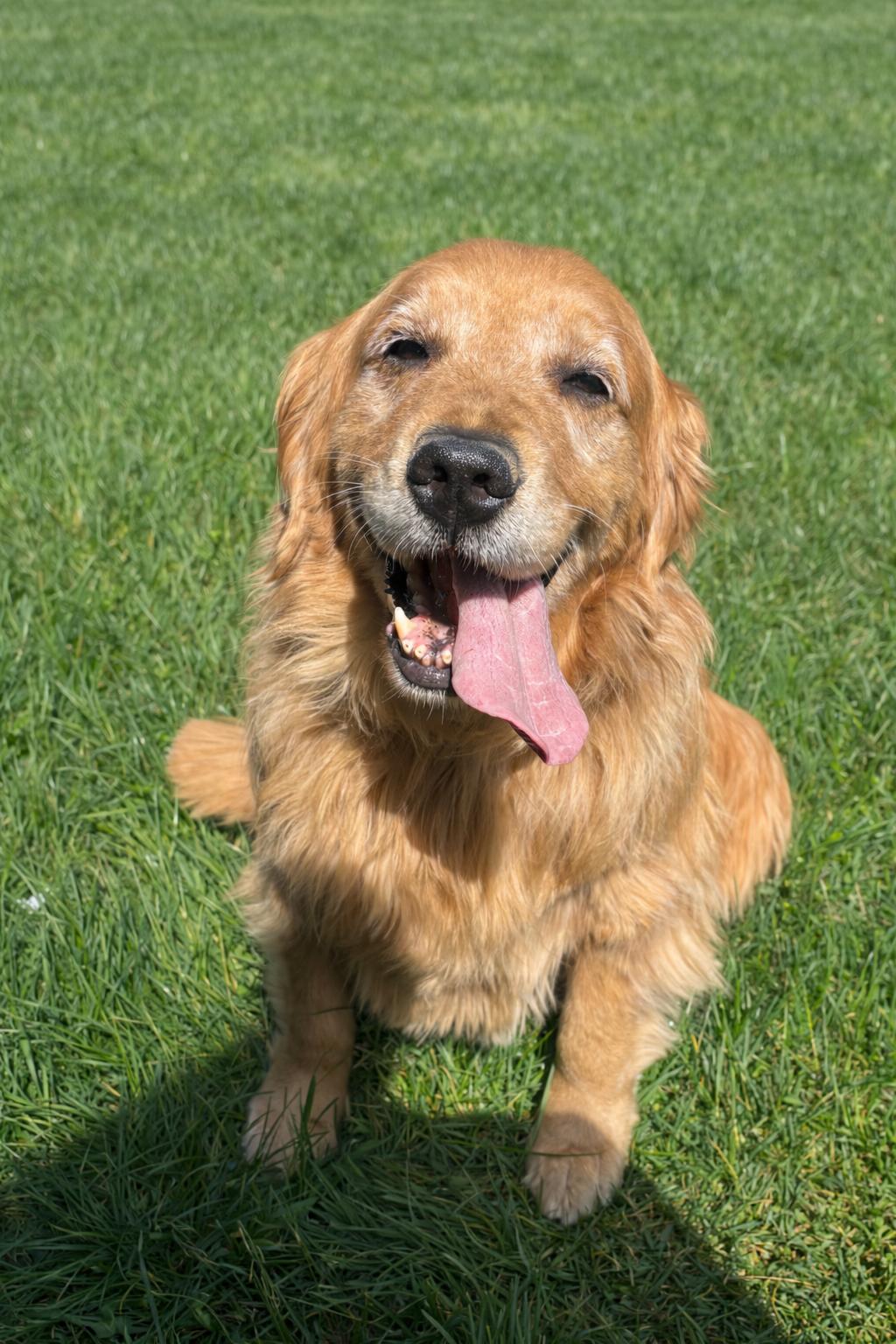 Enlarge Meisha, an adopted Golden Retriever in Springfield, MO image 3/5