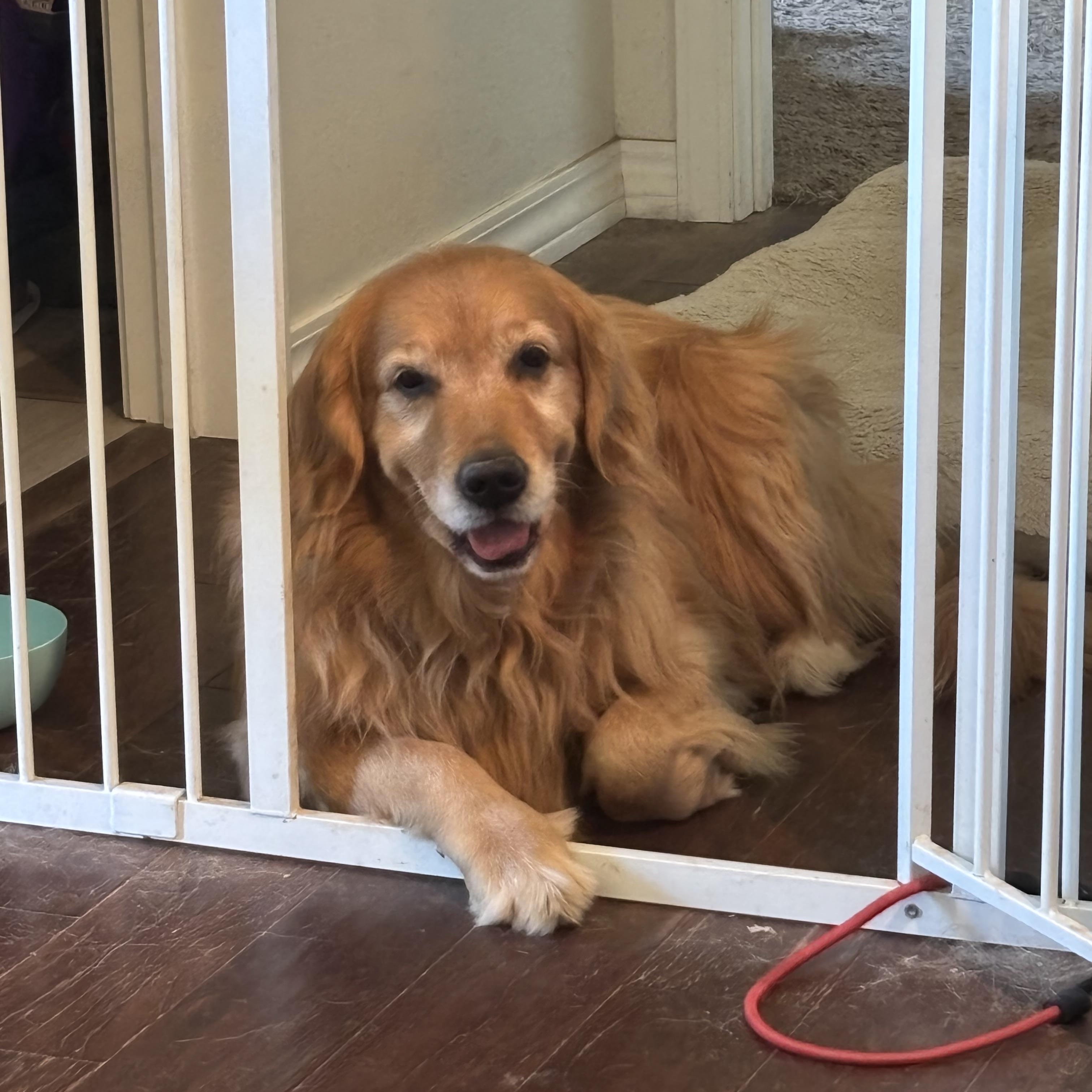 Enlarge Meisha, an adopted Golden Retriever in Springfield, MO image 4/5