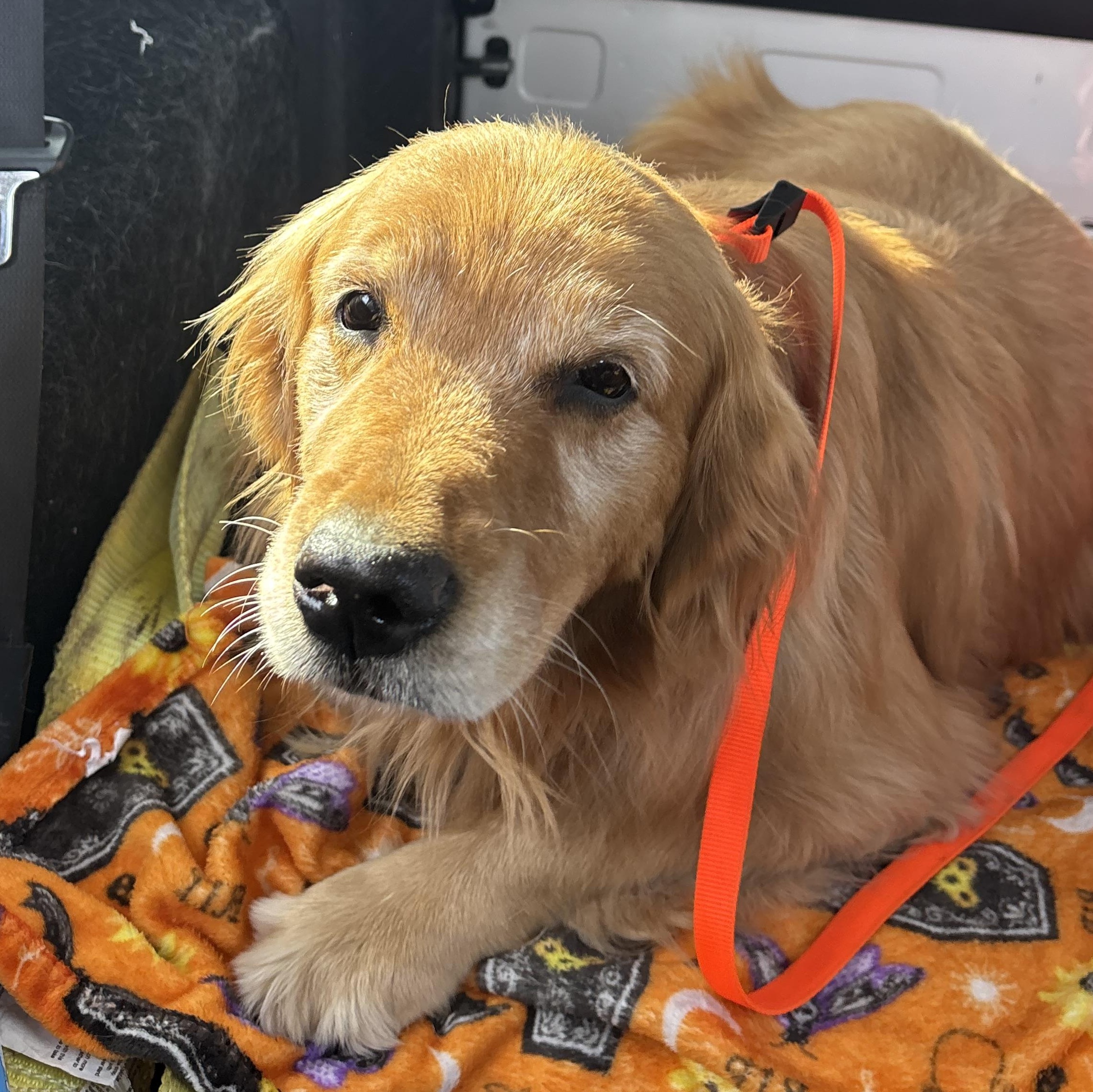 Enlarge Meisha, an adopted Golden Retriever in Springfield, MO image 5/5