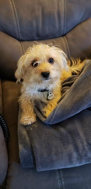 Enlarge Bubba, a Adopted mixed breed in rio vista, CA image 2/6