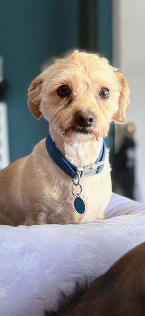 Enlarge Bubba, a Adopted mixed breed in rio vista, CA image 5/6