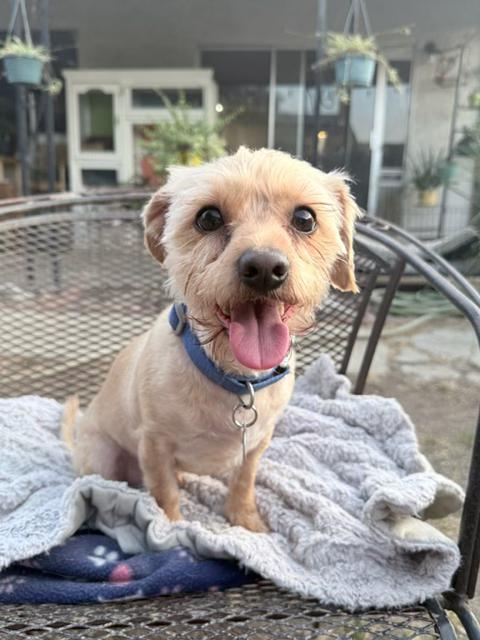 Bubba, Adopted, Adult Male Yorkie Poo.