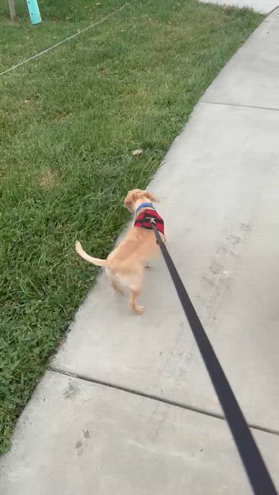 Enlarge Bubba, a Adopted mixed breed in rio vista, CA video 4/6