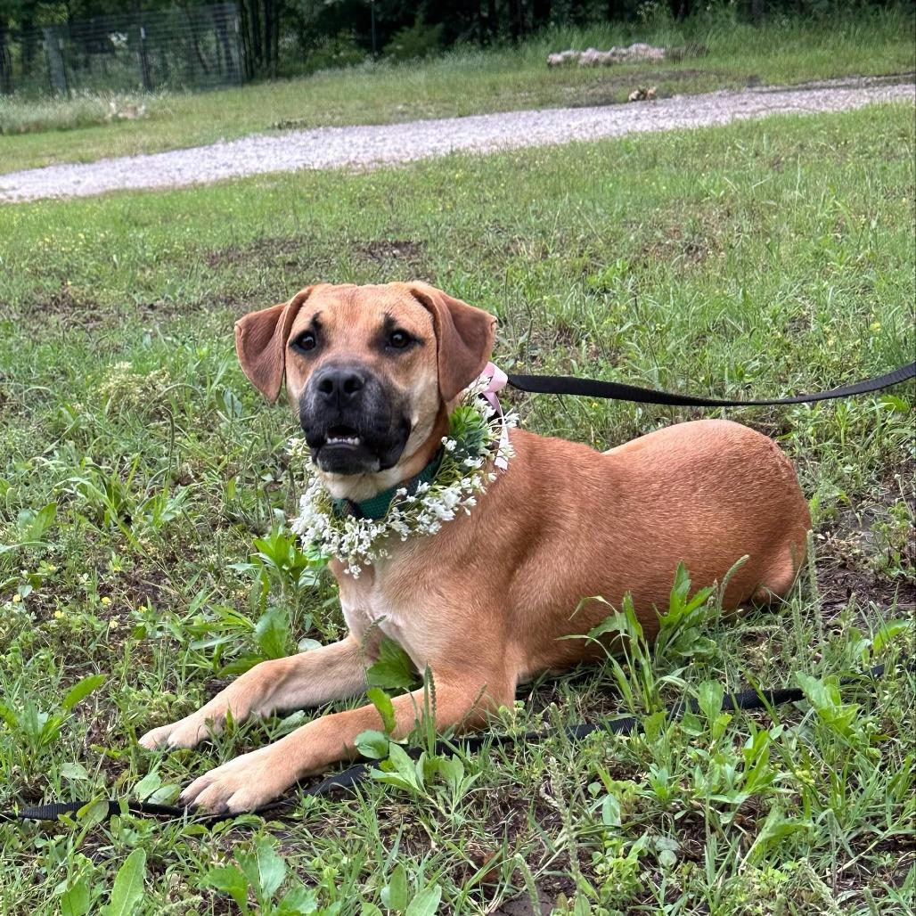 Georgia $450, Adoptable, Young Female Anatolian Shepherd & Mixed Breed.