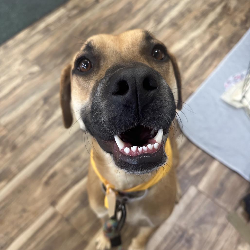 Enlarge Georgia $450, a Adoptable mixed breed in Milwaukee, WI image 2/6