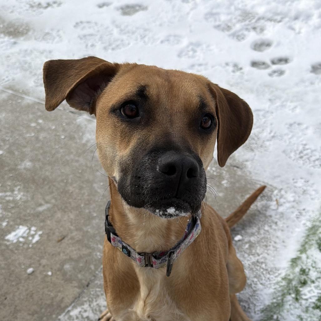 Enlarge Georgia $450, a Adoptable mixed breed in Milwaukee, WI image 3/6