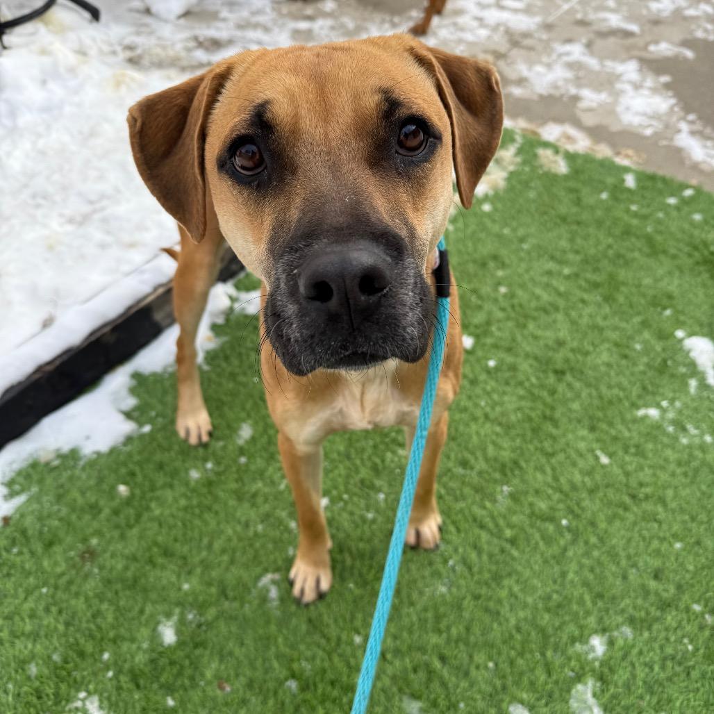 Georgia $450, Adoptable, Young Female Anatolian Shepherd & Mixed Breed.