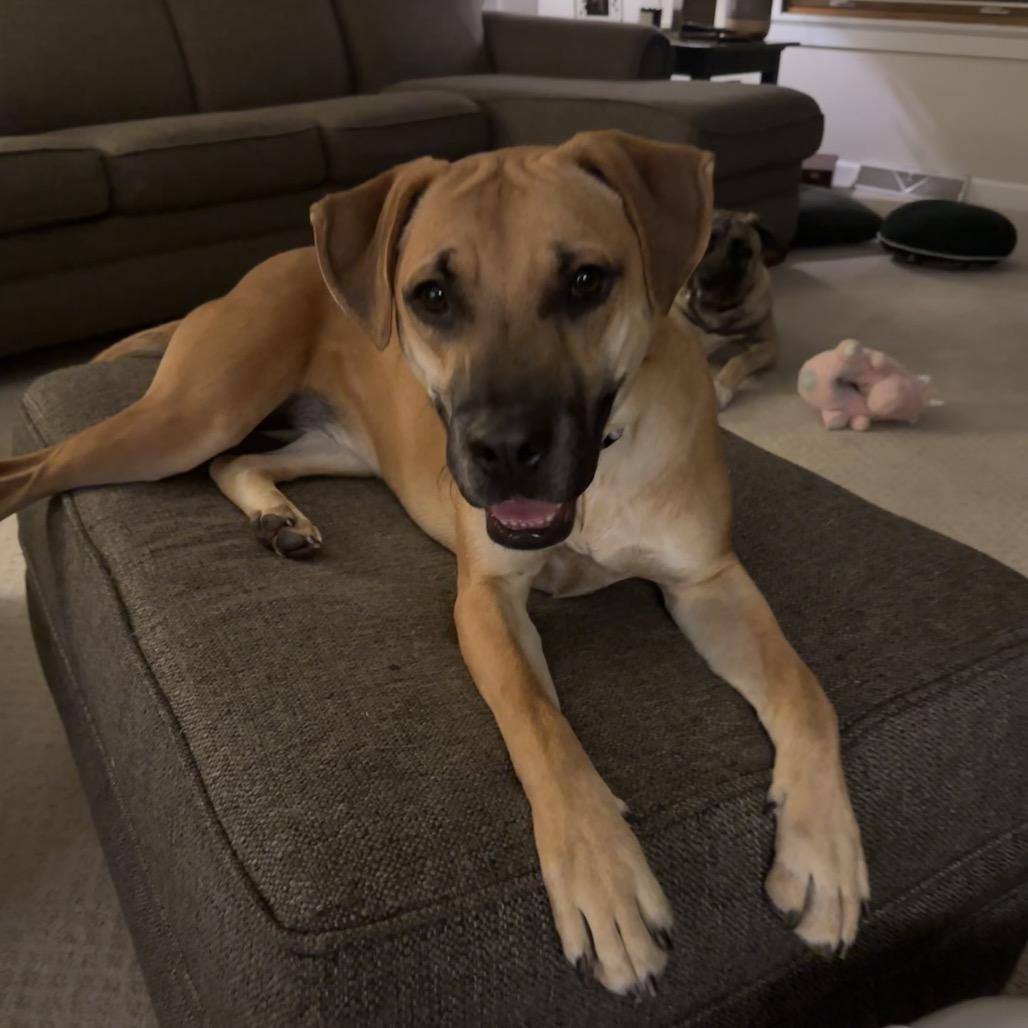 Enlarge Georgia $450, a Adoptable mixed breed in Milwaukee, WI image 5/6