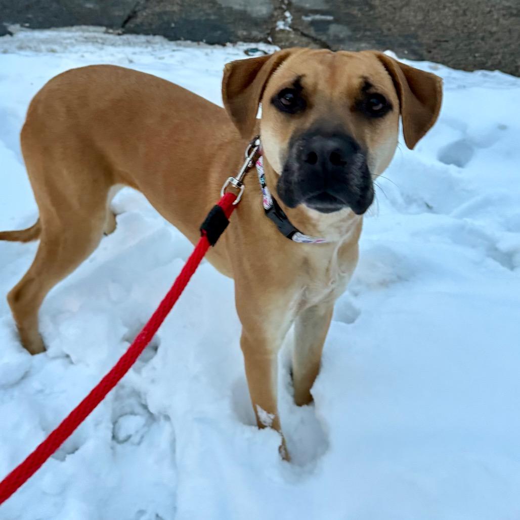 Georgia $450, a Adoptable mixed breed image 3/4