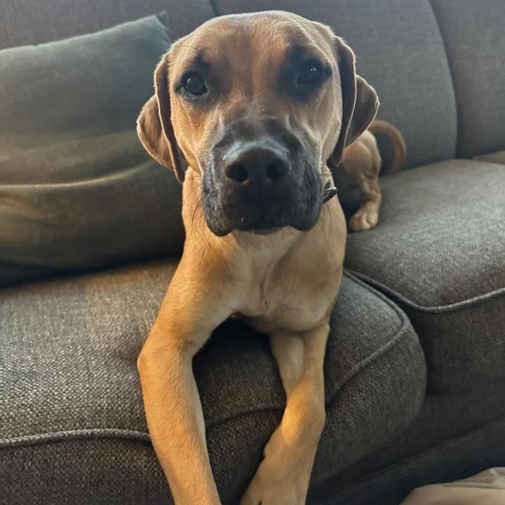 Georgia $450, a Adoptable mixed breed image 4/4