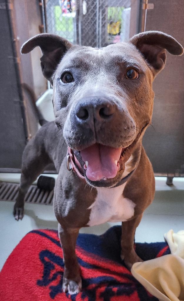 Layla, a Adoptable mixed breed in Meriden, CT image 2/6