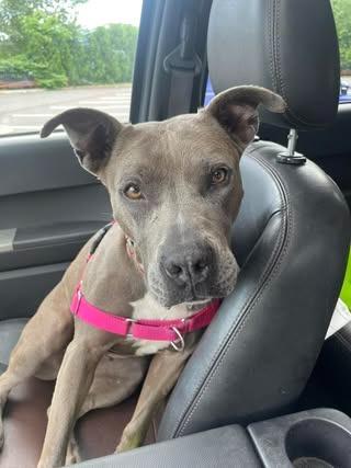 Enlarge Layla, a Adoptable mixed breed in Meriden, CT image 3/6