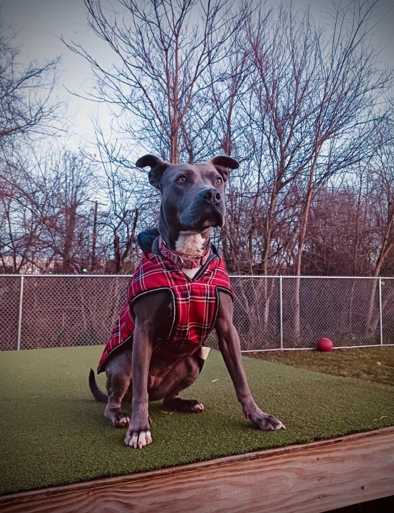 Enlarge Layla, a Adoptable mixed breed in Meriden, CT image 4/6