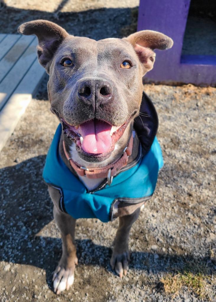 Layla, a Adoptable mixed breed in Meriden, CT image 3/6