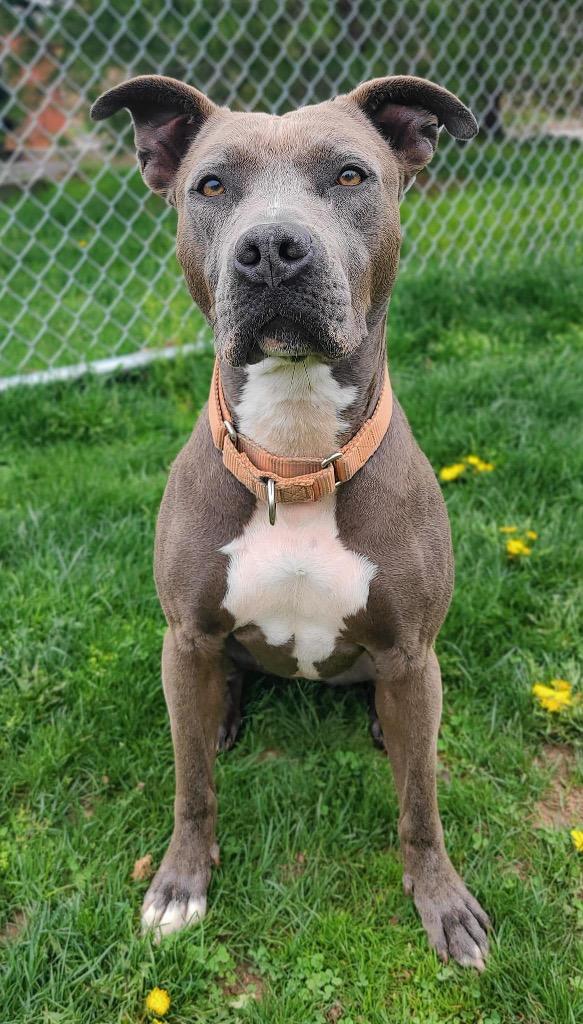 Layla, a Adoptable mixed breed in Meriden, CT image 4/6