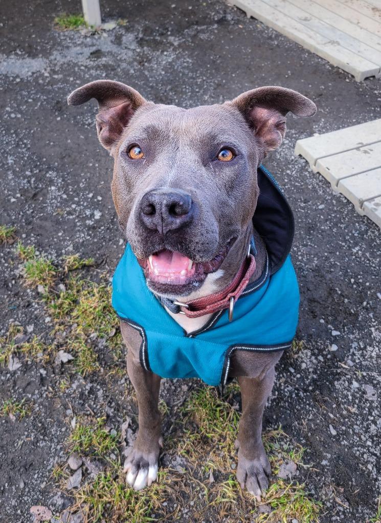 Enlarge Layla, a Adoptable mixed breed in Meriden, CT image 5/6