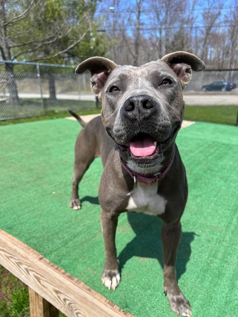 Enlarge Layla, a Adoptable mixed breed in Meriden, CT image 6/6