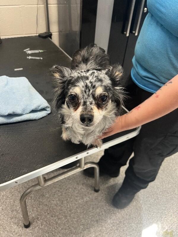 Bugsy, Adoptable, Adult Male Chihuahua.