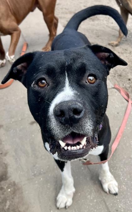 Twin, Adoptable, Adult Male Pit Bull Terrier & Mixed Breed.