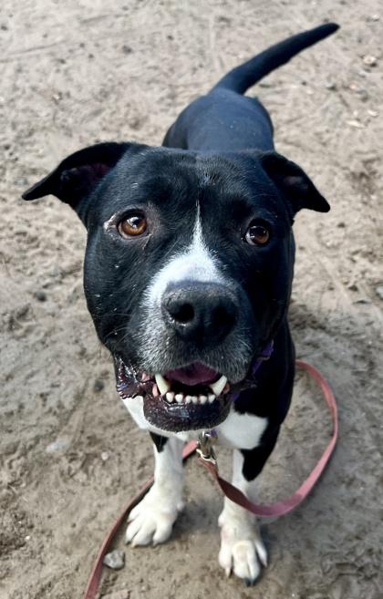 Twin, a Adoptable mixed breed in Savannah, GA image 2/3