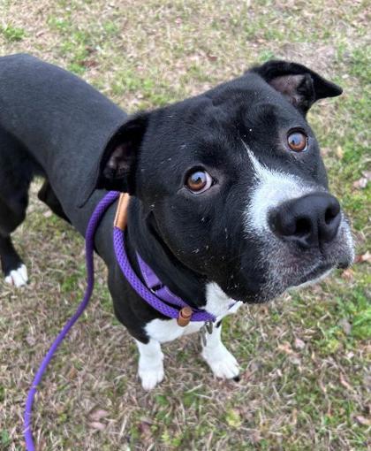 Twin, a Adoptable mixed breed in Savannah, GA image 3/3