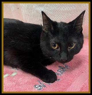 JORDAN LOVE, Adoptable, Young Female Domestic Short Hair.