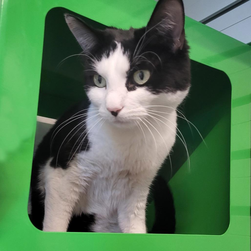 Lady, a Adoptable Domestic Short Hair in Hailey, ID image 1/6