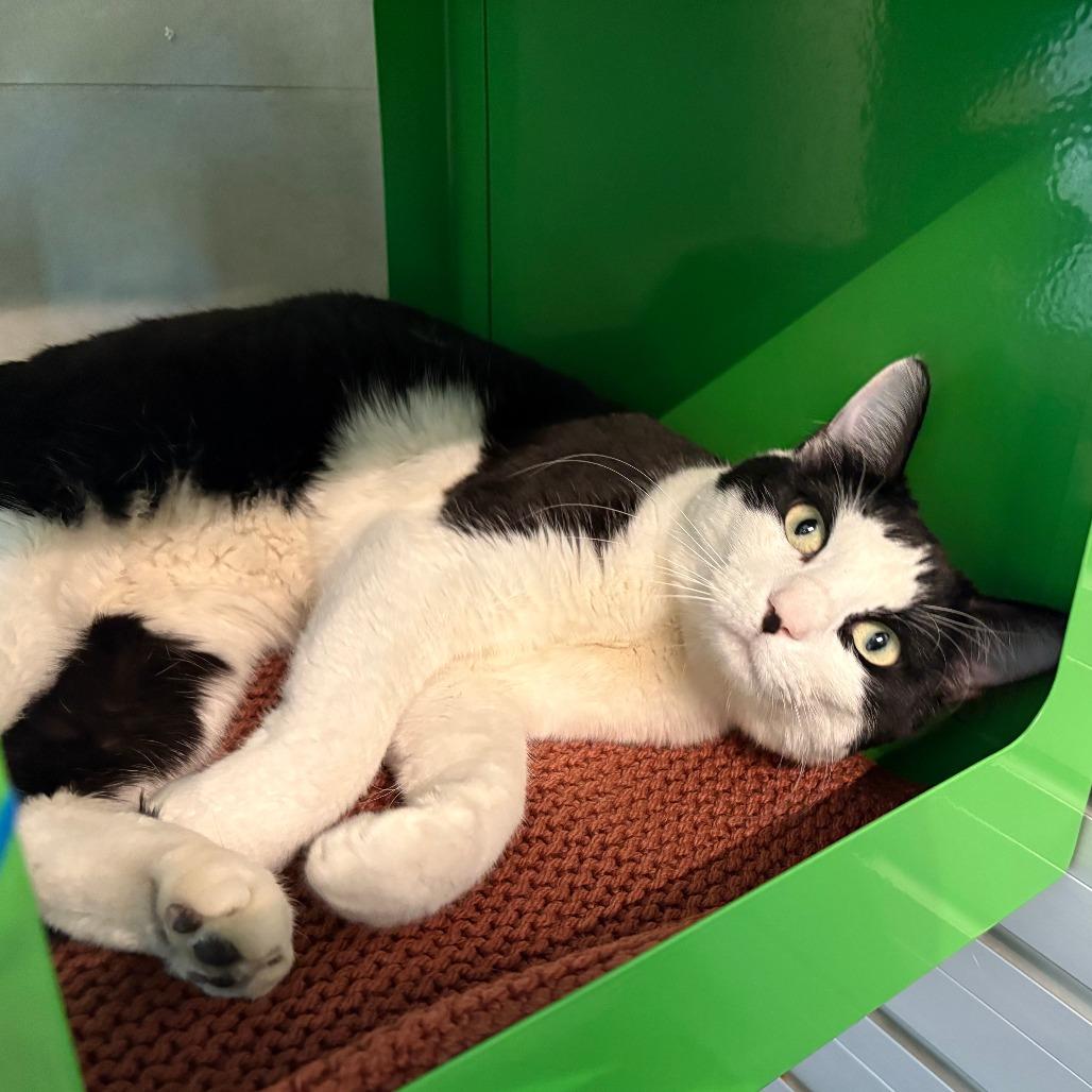 Lady, a Adoptable Domestic Short Hair in Hailey, ID image 2/6