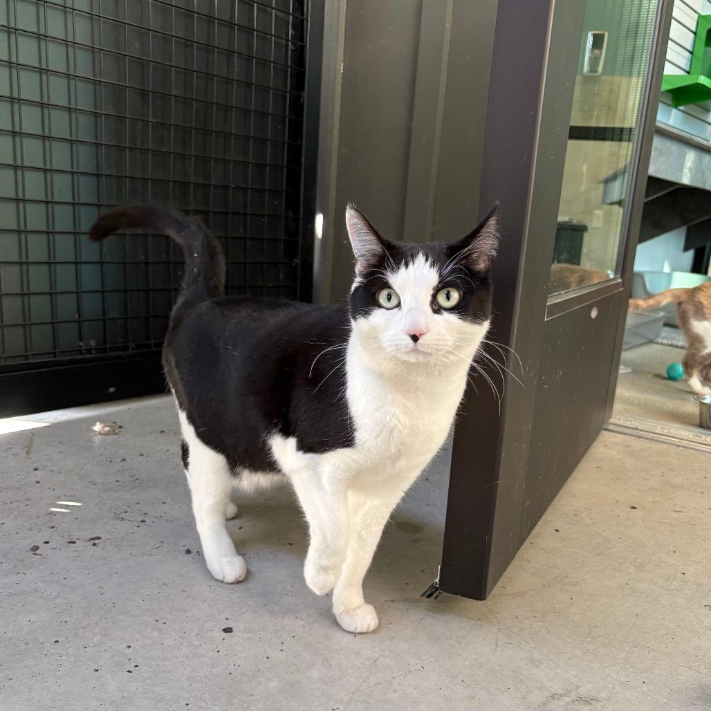 Lady, a Adoptable Domestic Short Hair in Hailey, ID image 3/6