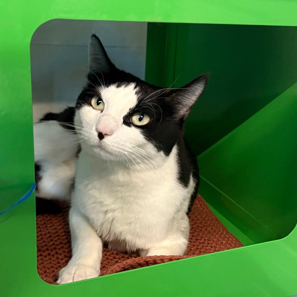 Lady, a Adoptable Domestic Short Hair in Hailey, ID image 4/6